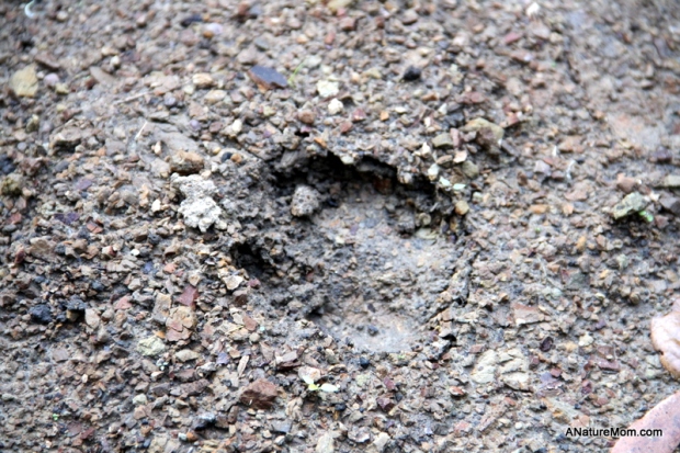 Animal Footprint Walk 001