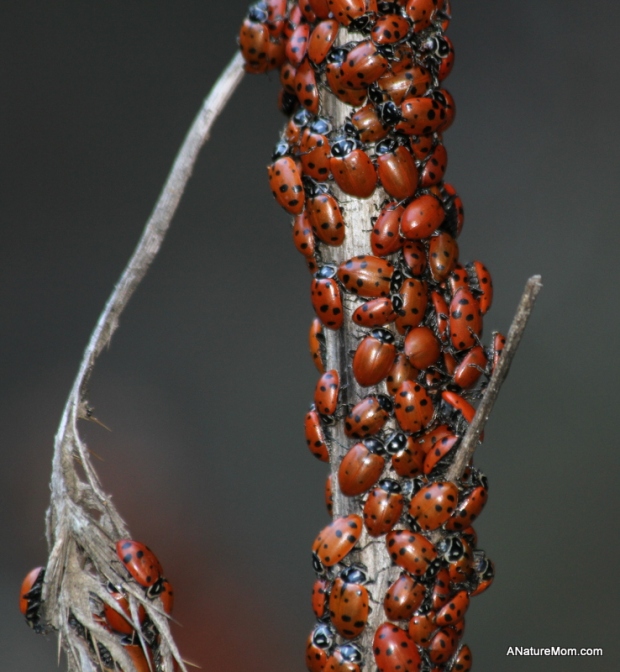 Redwood Ladybugs 009