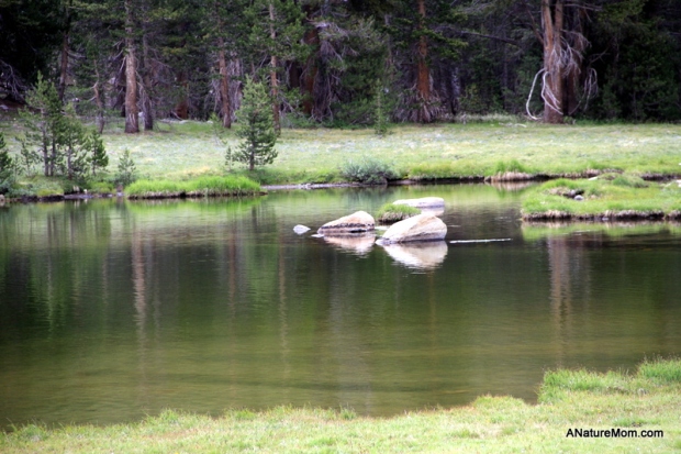 Yosemite Camping July 010