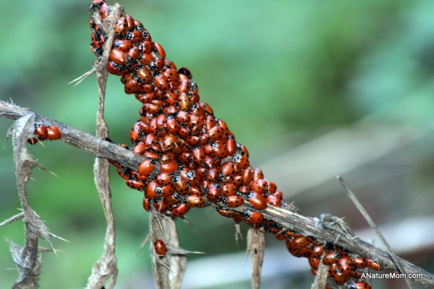 Redwood Ladybugs 003